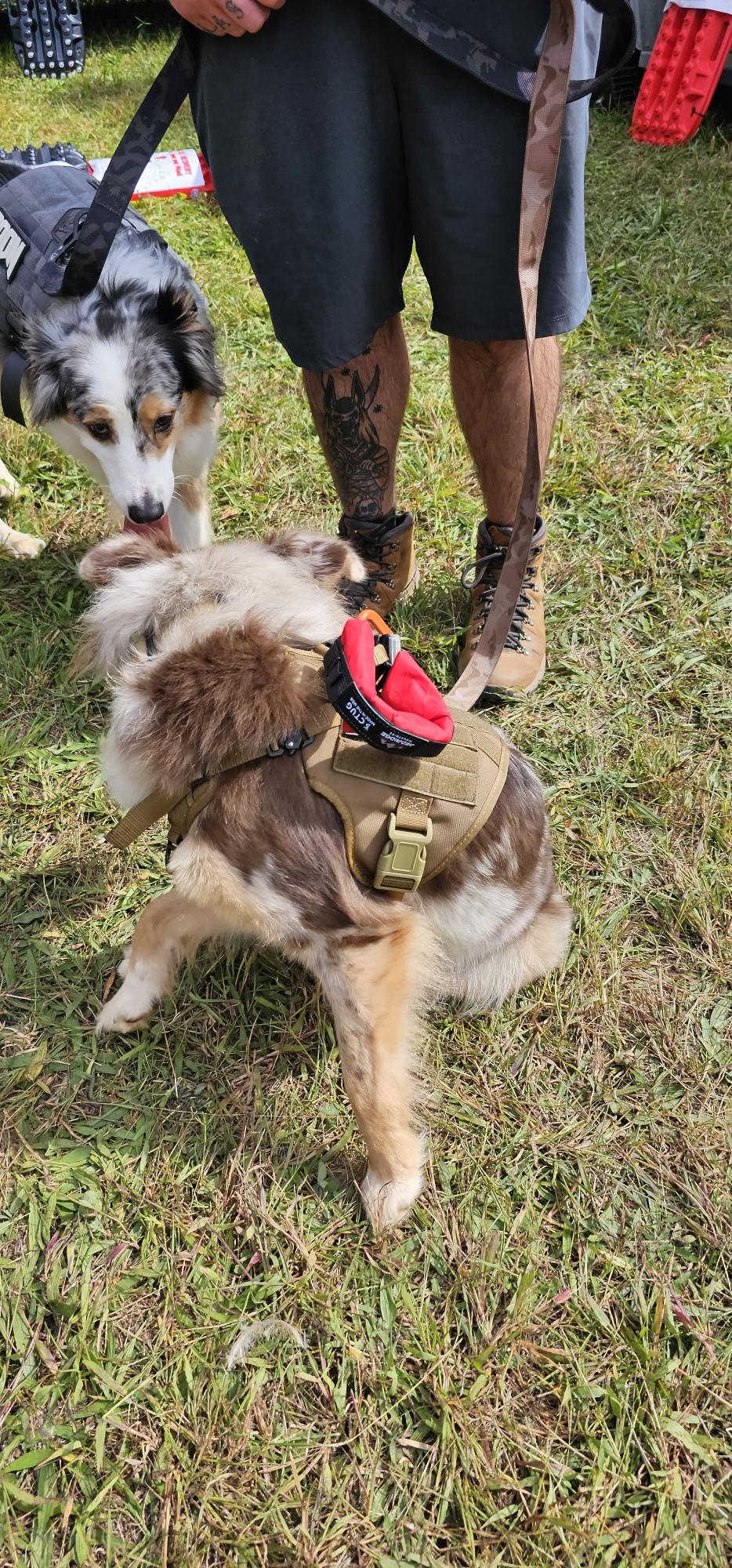 Ultra Dog Bowl
